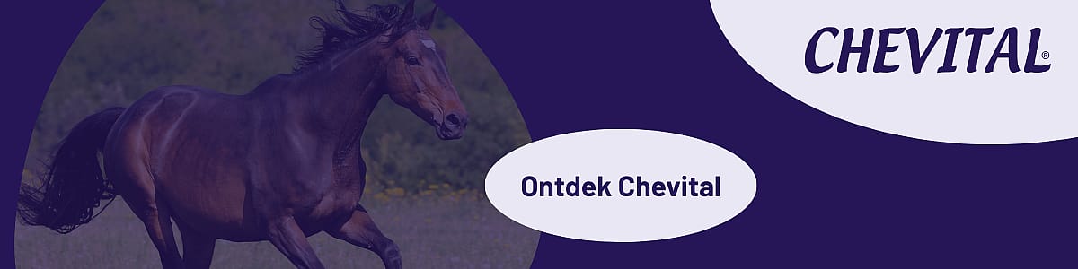 Dier, Colt Horse, Paard, Zoogdier, Dier, Colt Horse, Paard, Zoogdier